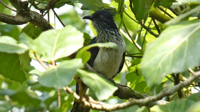 Levaillant's Cuckoo - ML615458108