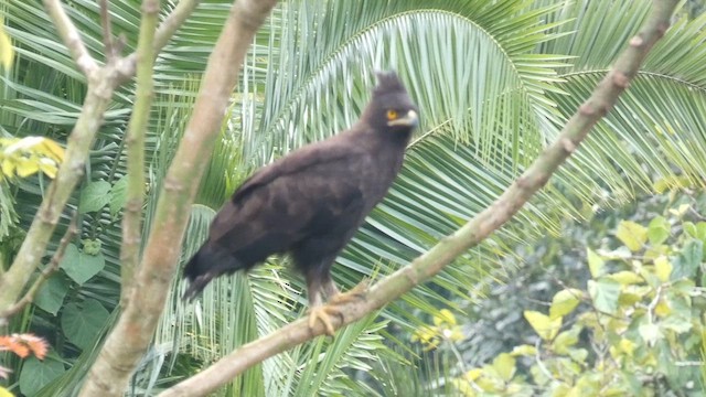 Long-crested Eagle - ML615458119