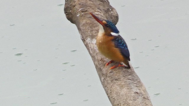 Martin-pêcheur huppé - ML615458129