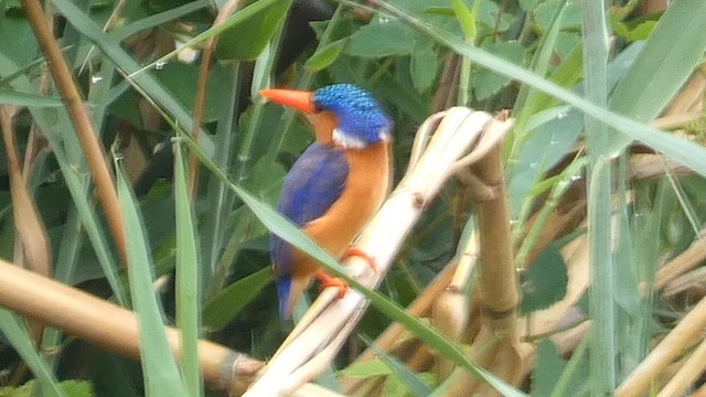 Malachite Kingfisher - ML615458130
