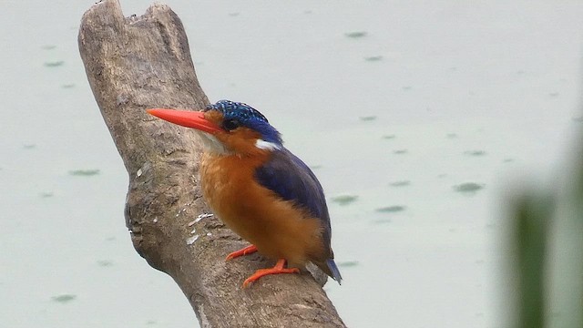 Martin-pêcheur huppé - ML615458131