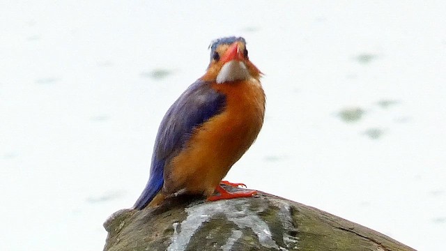Malachite Kingfisher - ML615458132