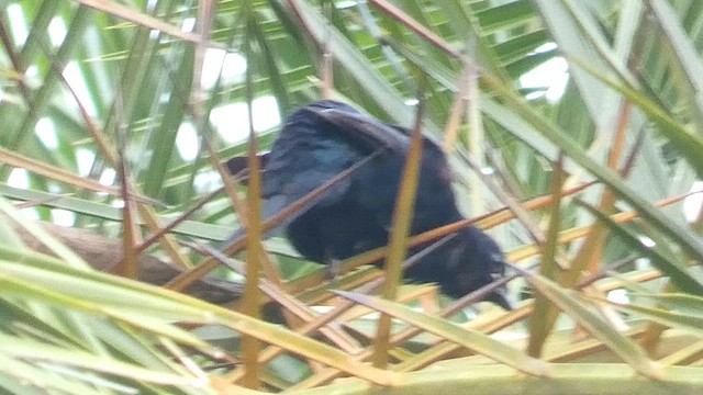 Red-shouldered Cuckooshrike - ML615458171