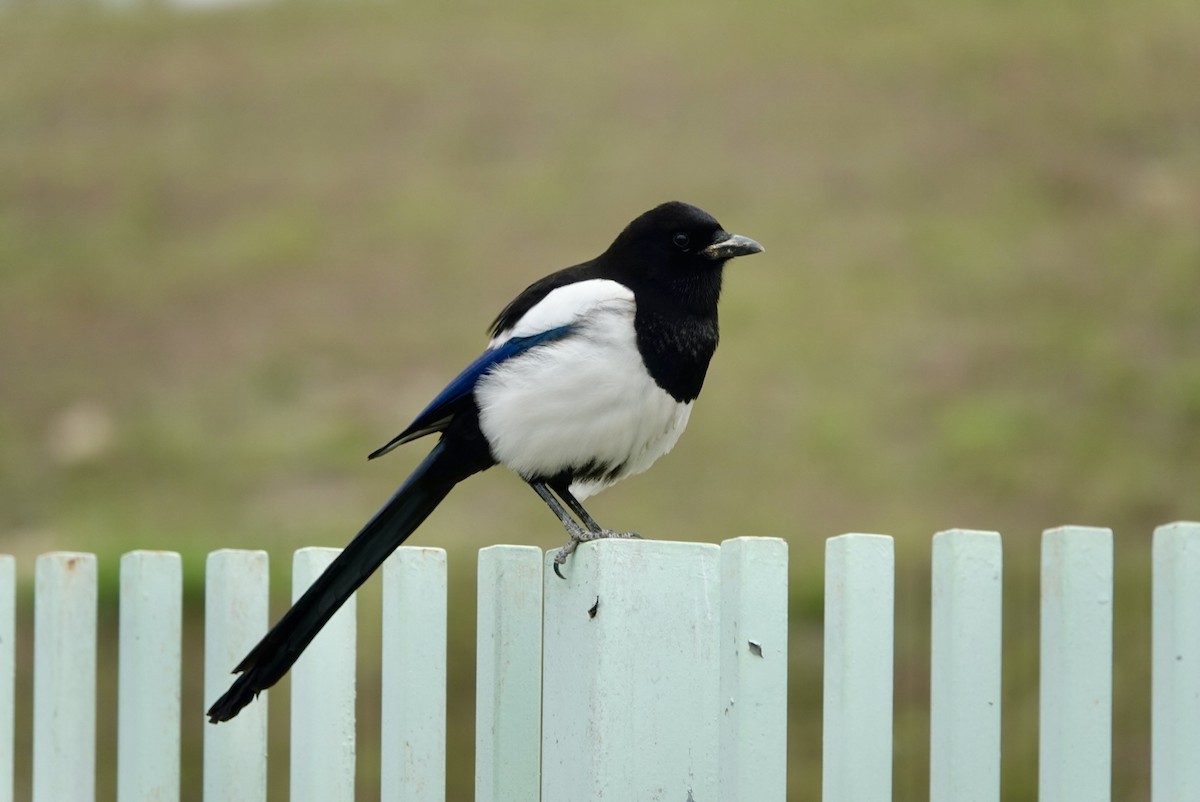 Oriental Magpie - ML615458186