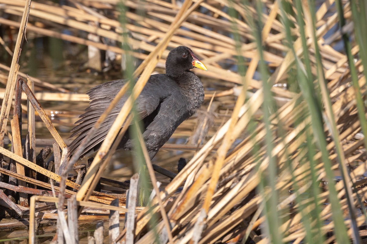 Red-fronted Coot - ML615458188