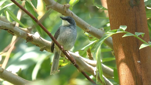 White-chinned Prinia - ML615458198