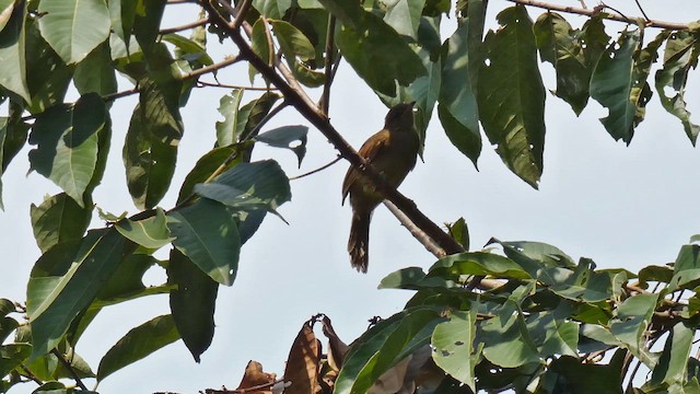 Little Greenbul - ML615458230