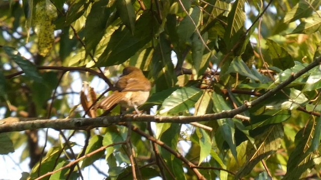 Bulbul verdâtre - ML615458231