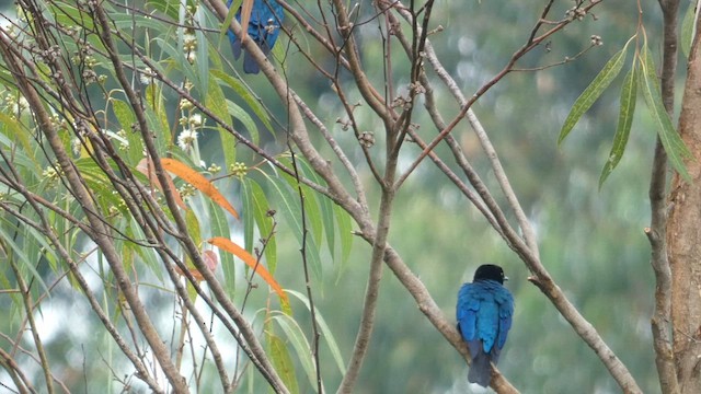 Purple-headed Starling - ML615458247