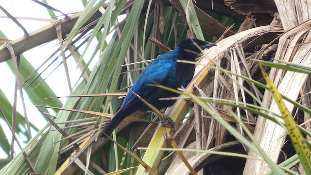 Purple-headed Starling - ML615458248