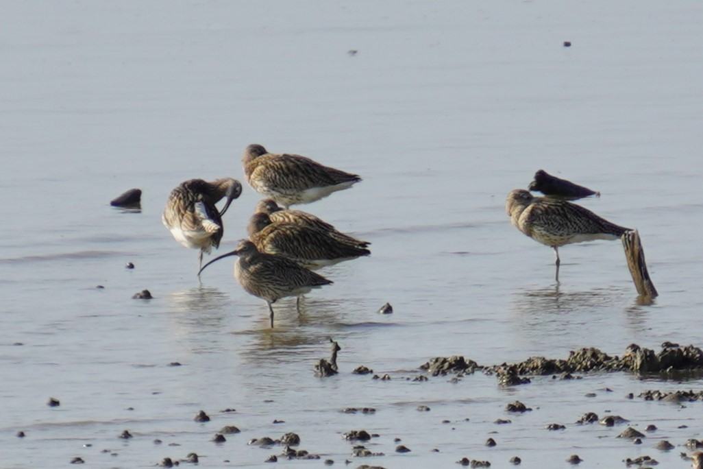 Eurasian Curlew - ML615458301