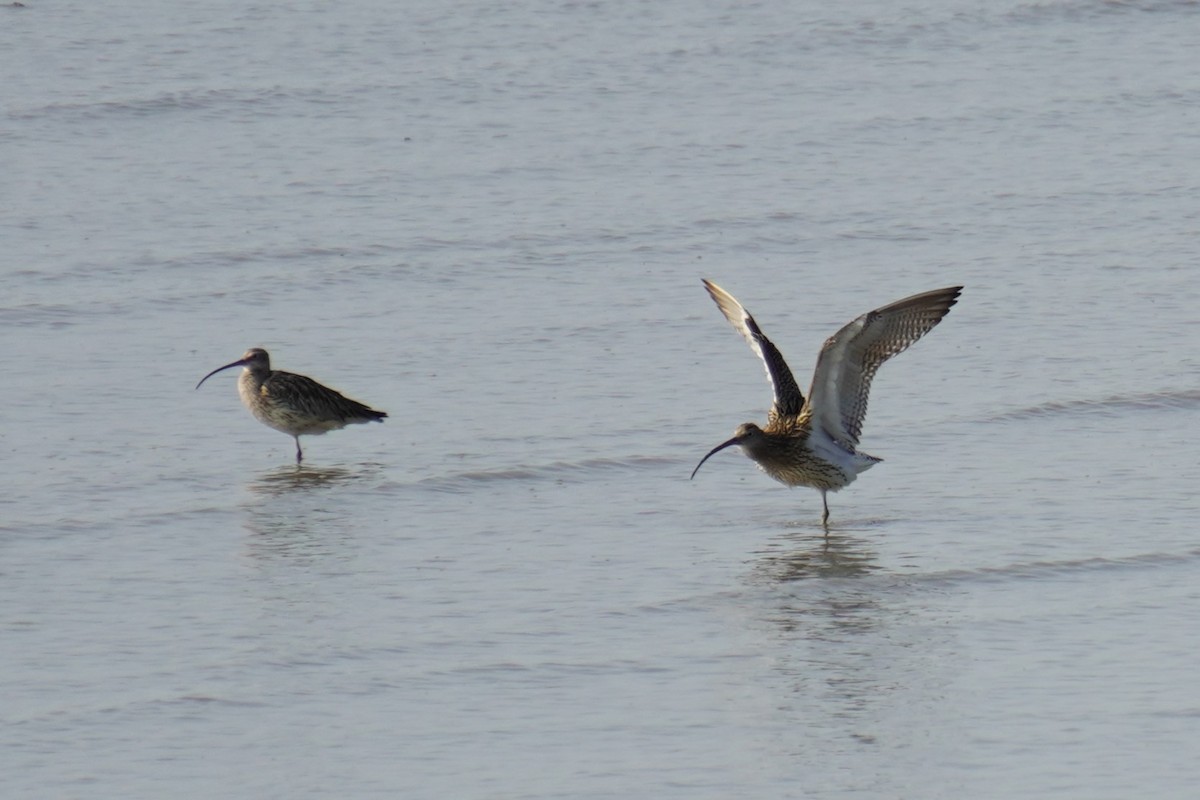 Eurasian Curlew - ML615458302