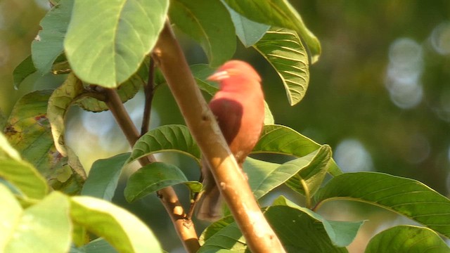 Red-billed Firefinch - ML615458315