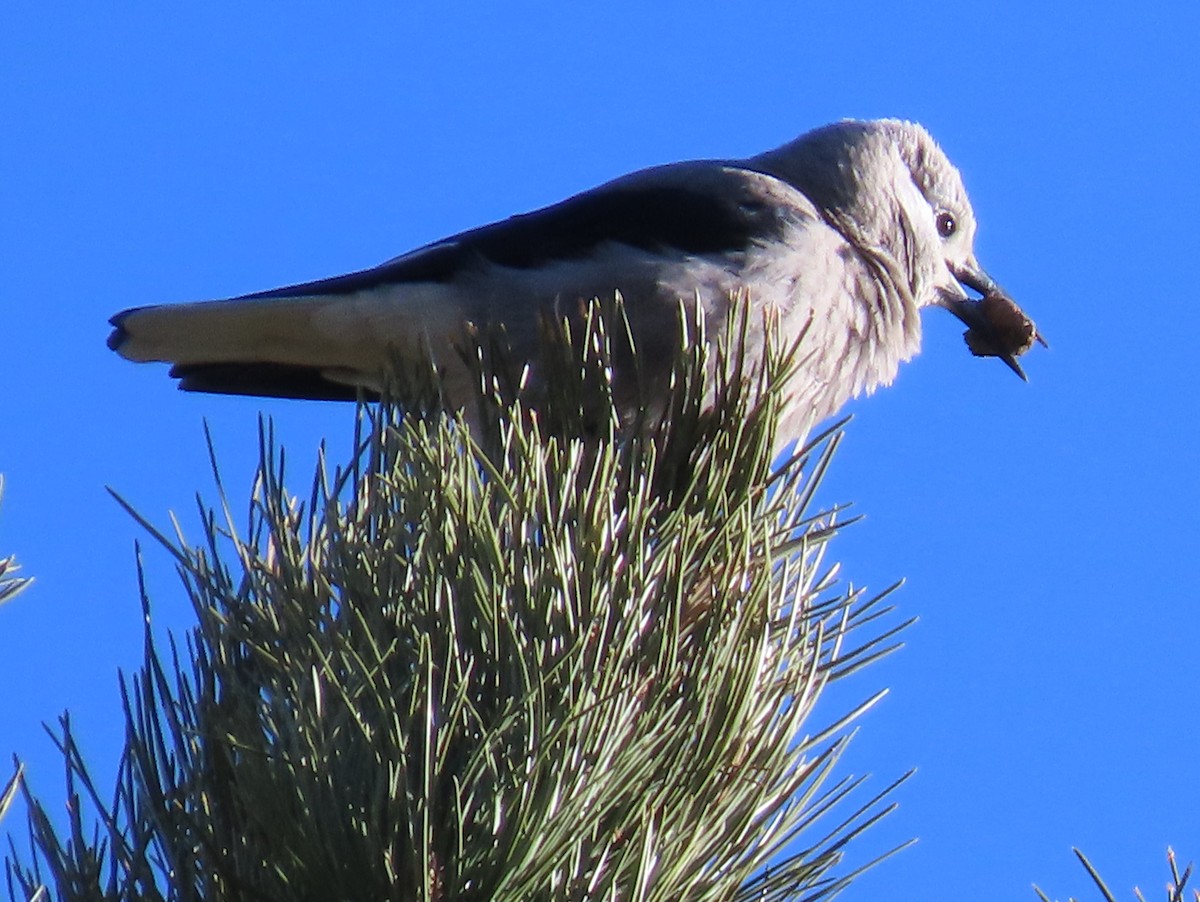 Clark's Nutcracker - Ricky Olson