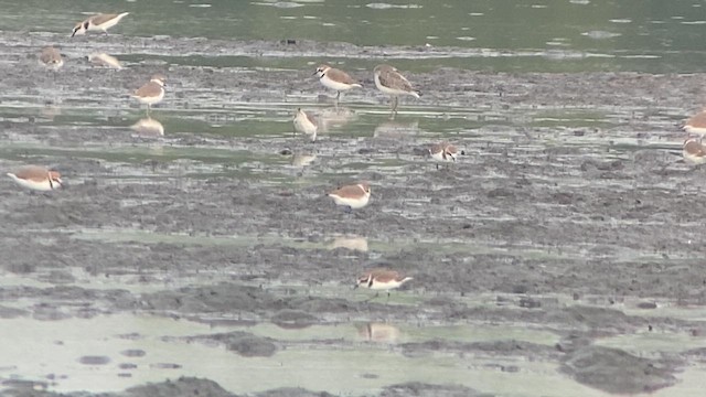 Kentish Plover - ML615458322