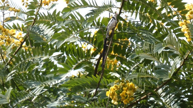 Pin-tailed Whydah - ML615458323