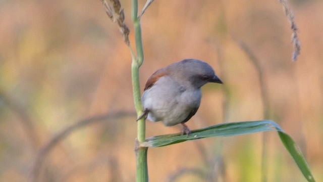 Northern Gray-headed Sparrow - ML615458330
