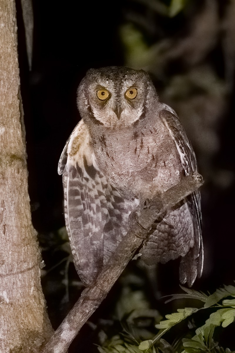 Mantanani Scops-Owl - ML615458351