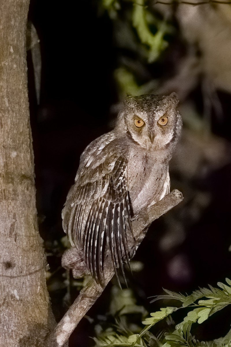 Mantanani Scops-Owl - Camille King