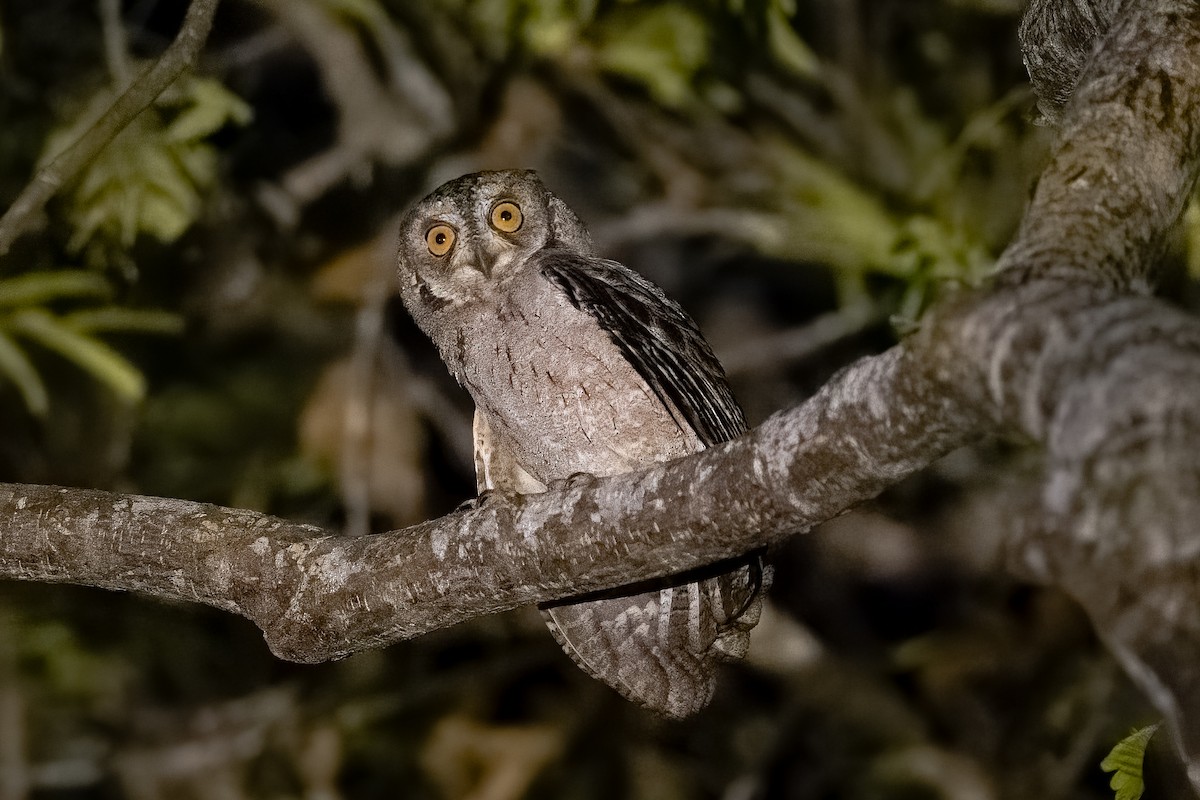 Mantanani Scops-Owl - ML615458353