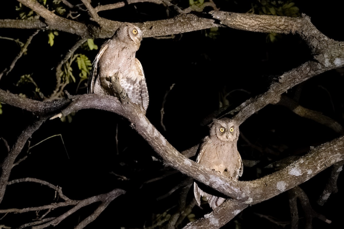 Mantanani Scops-Owl - Camille King