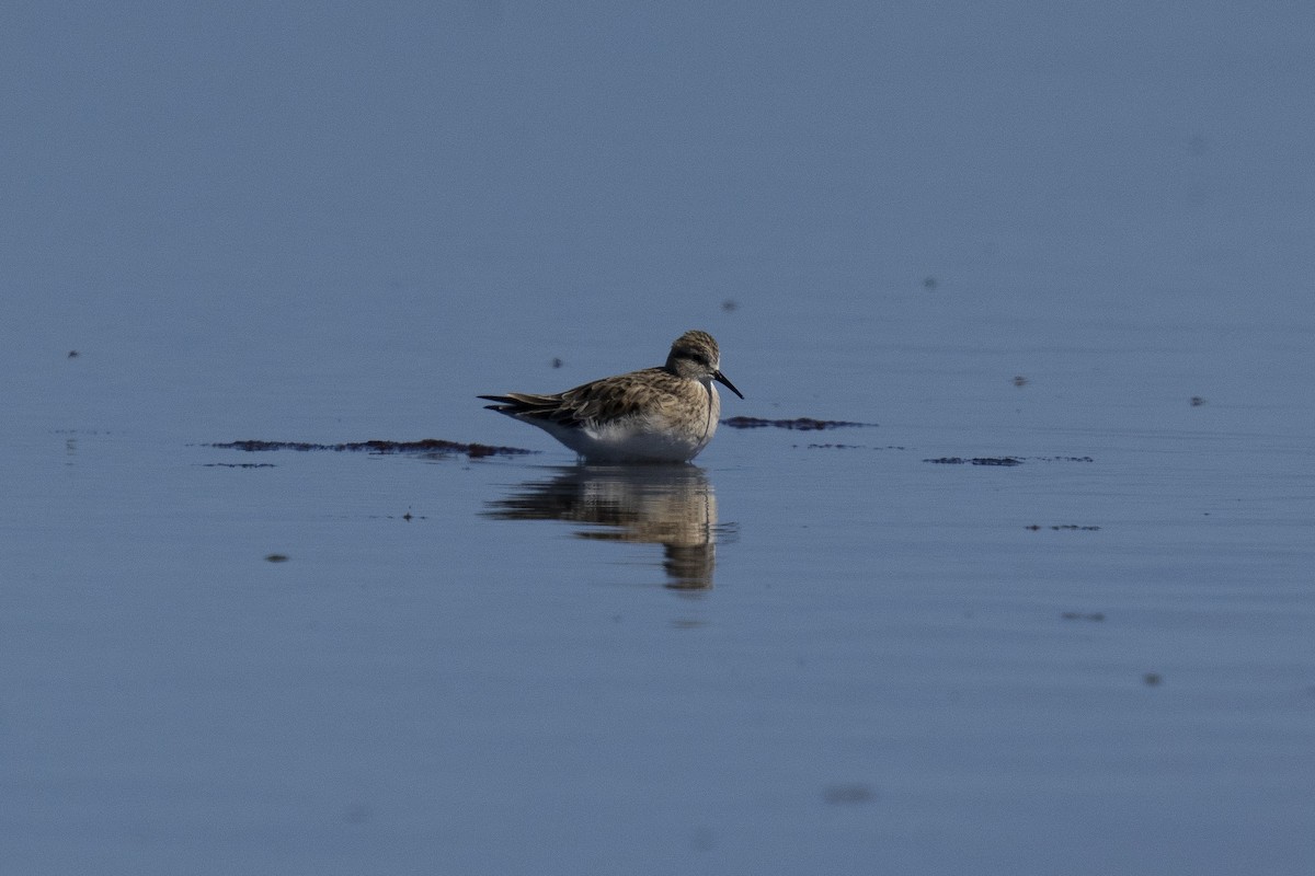 Baird's Sandpiper - ML615458382