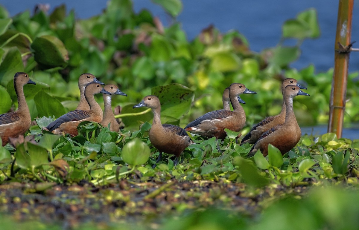 Lesser Whistling-Duck - Souvick Mukherjee