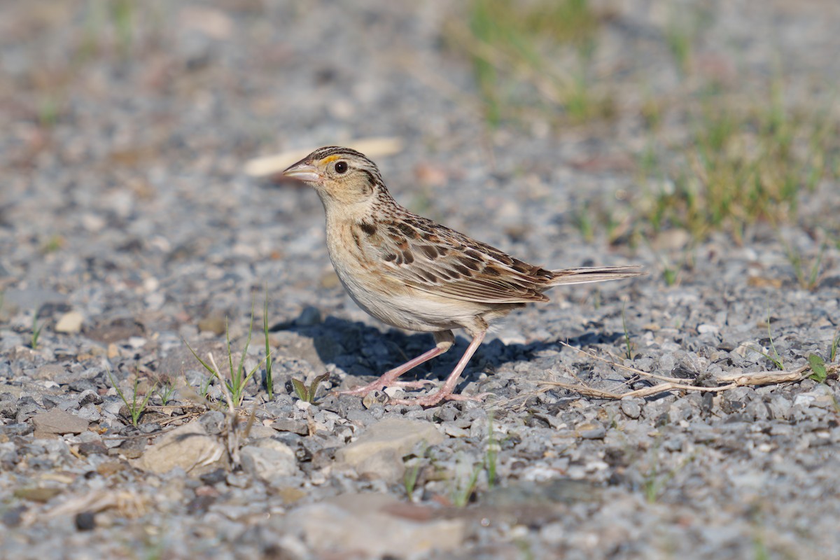 Grasshopper Sparrow - ML615458411