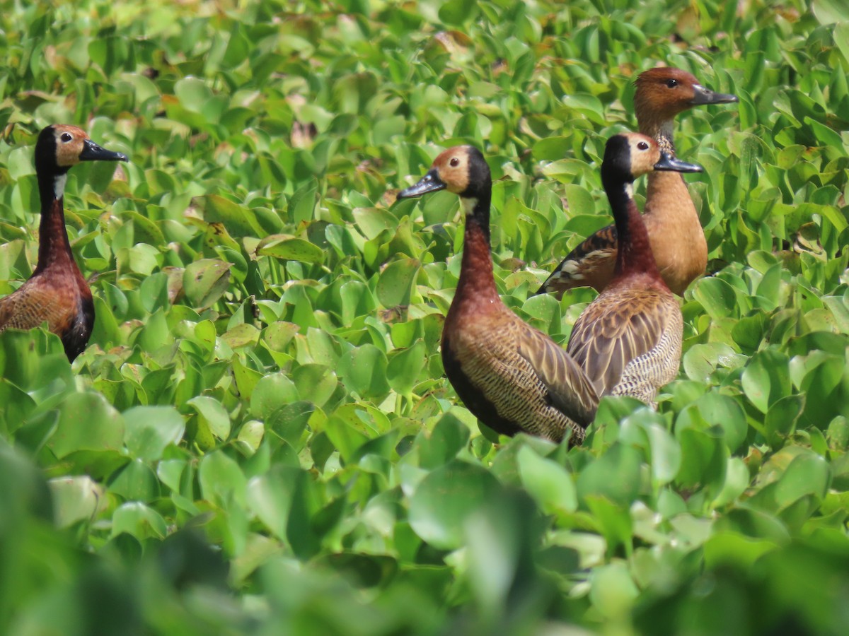 Fulvous Whistling-Duck - ML615458422