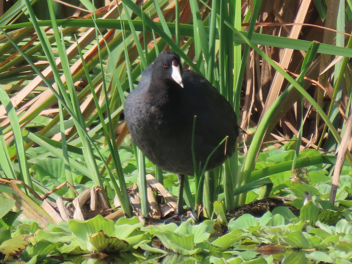 American Coot - Jose Martinez De Valdenebro