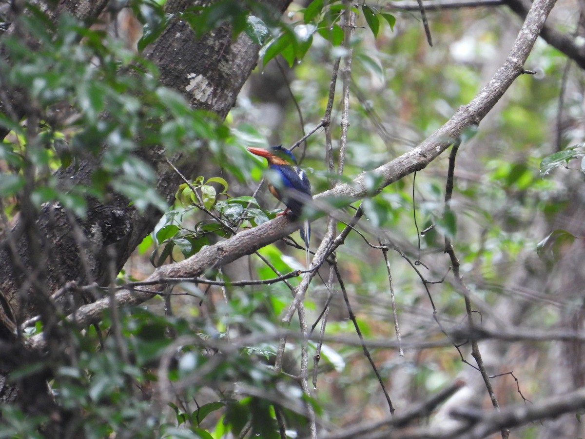 Buff-breasted Paradise-Kingfisher - Mateo Diz