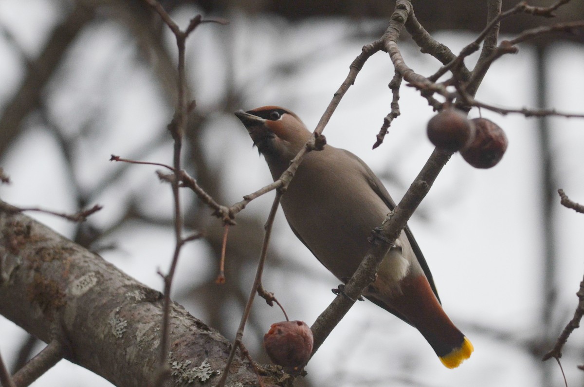 Bohemian Waxwing - Nathaniel Sharp