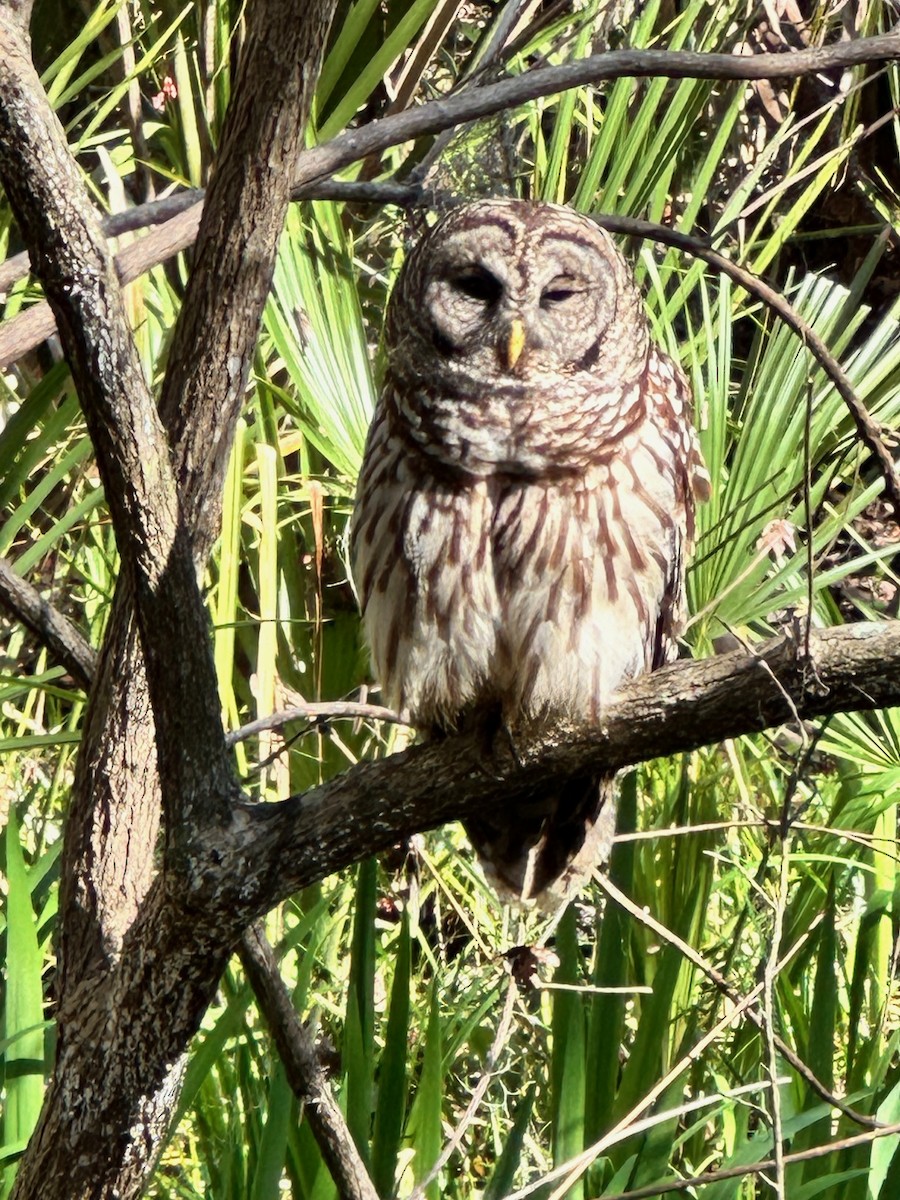 Barred Owl - ML615458488