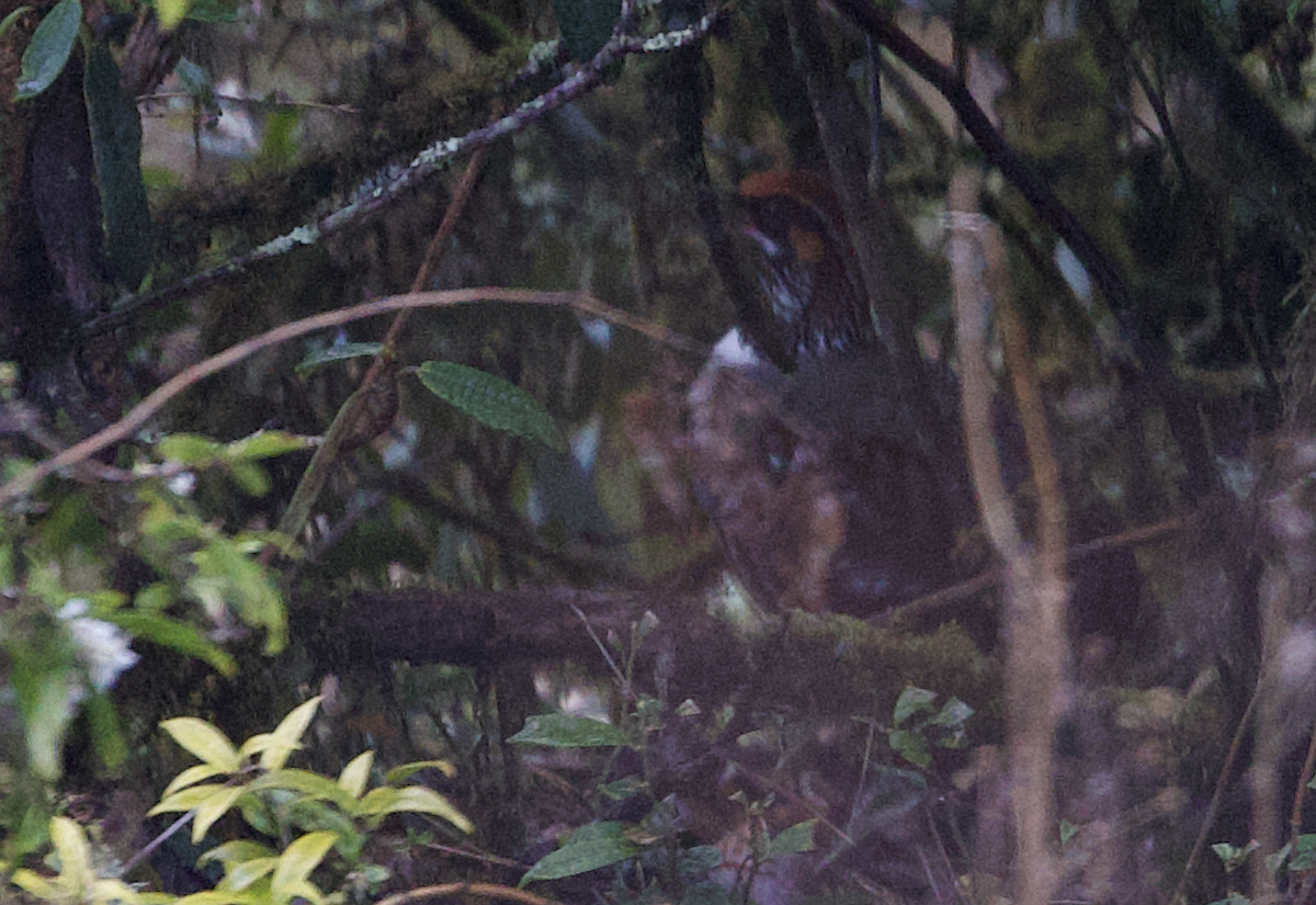 Hill Partridge - ML615458545