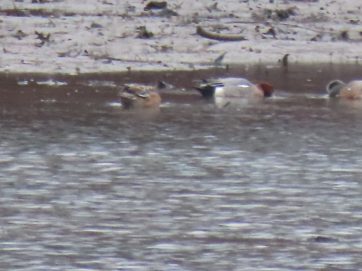 Eurasian Wigeon - ML615458546