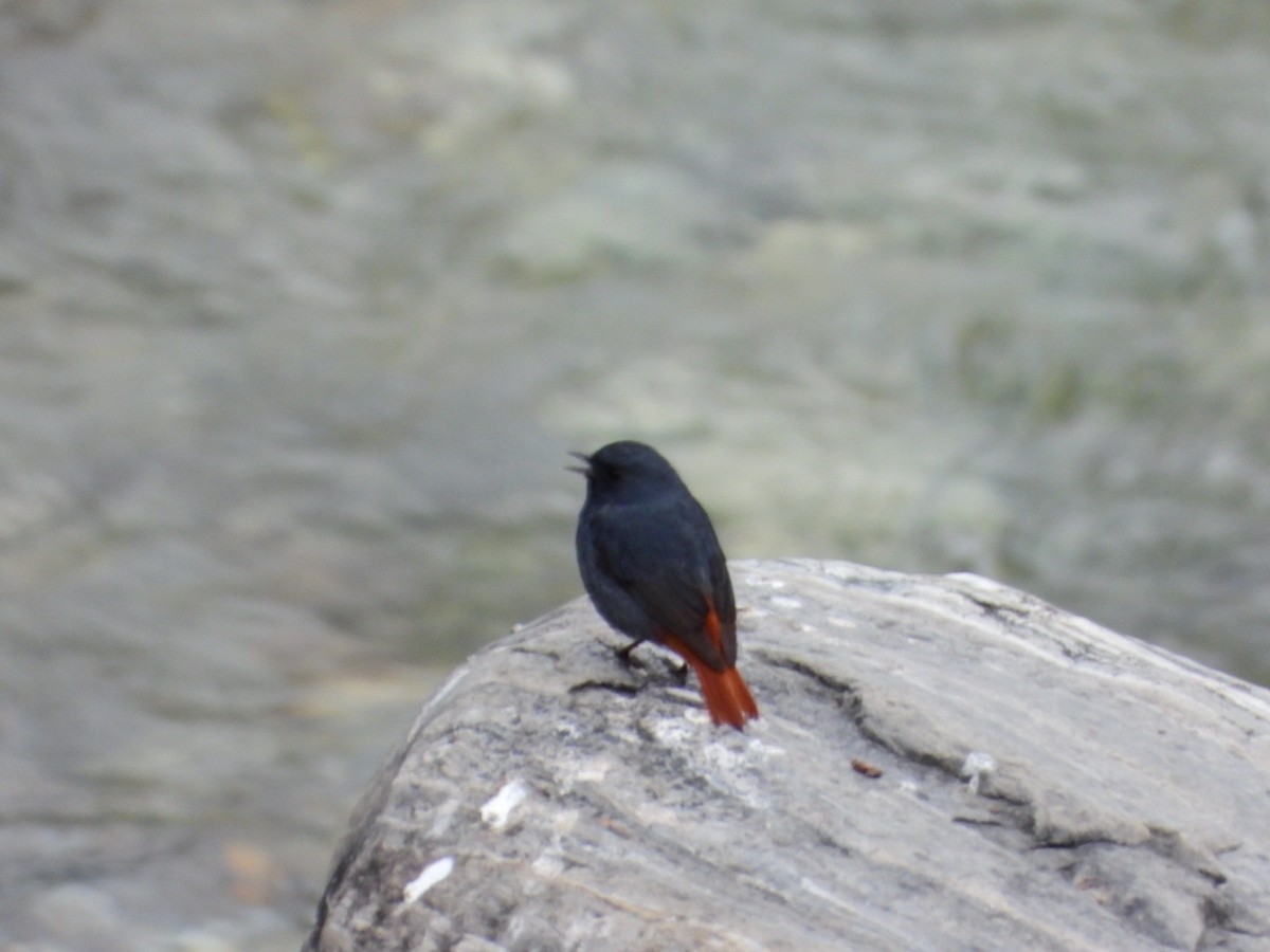 Plumbeous Redstart - ML615458551