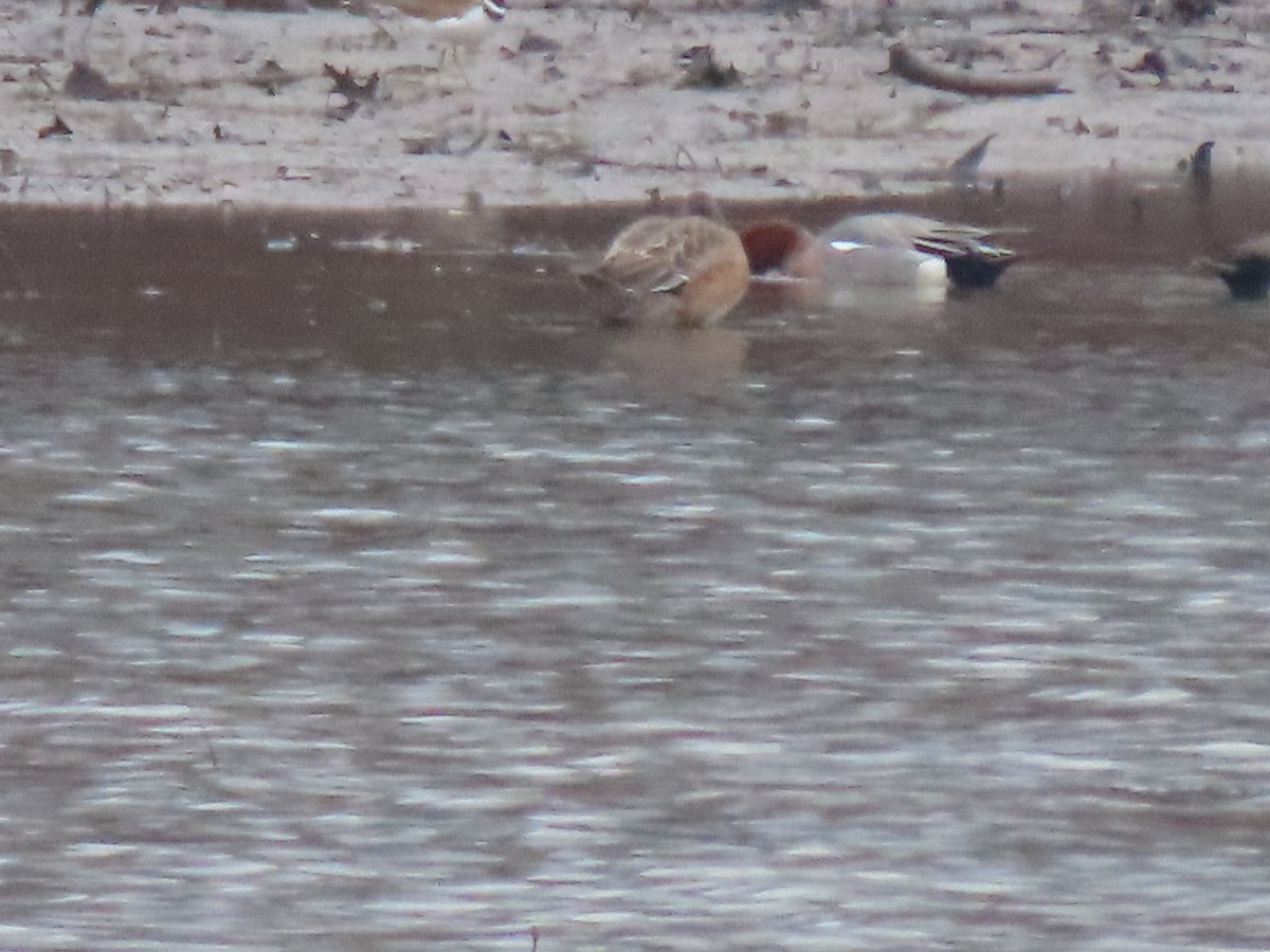 Eurasian Wigeon - ML615458558