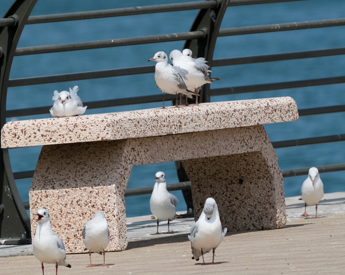 Black-headed Gull - ML615458588