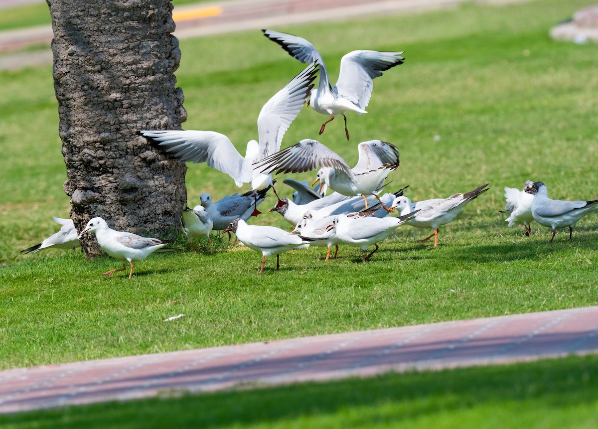 Black-headed Gull - ML615458592