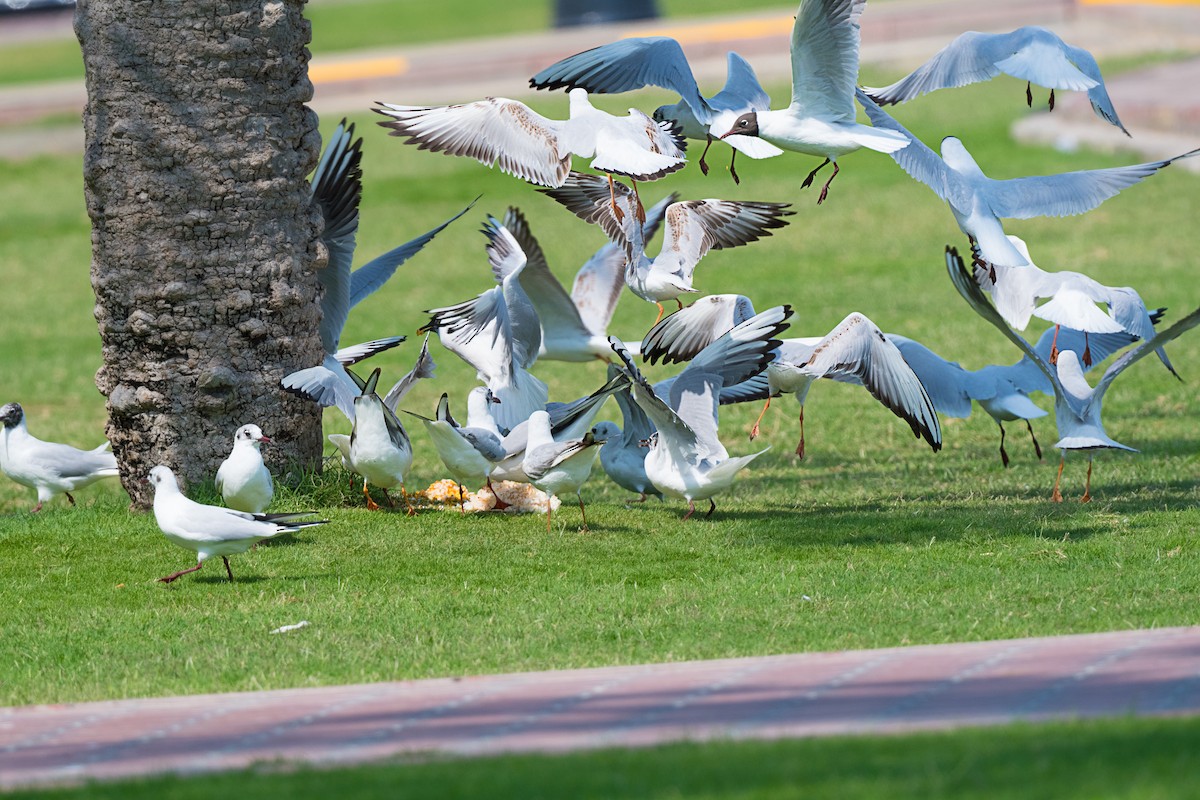 Black-headed Gull - ML615458594