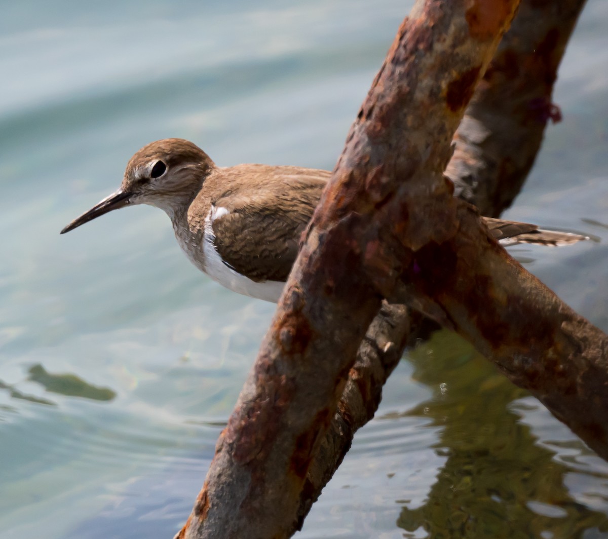 Common Sandpiper - ML615458636