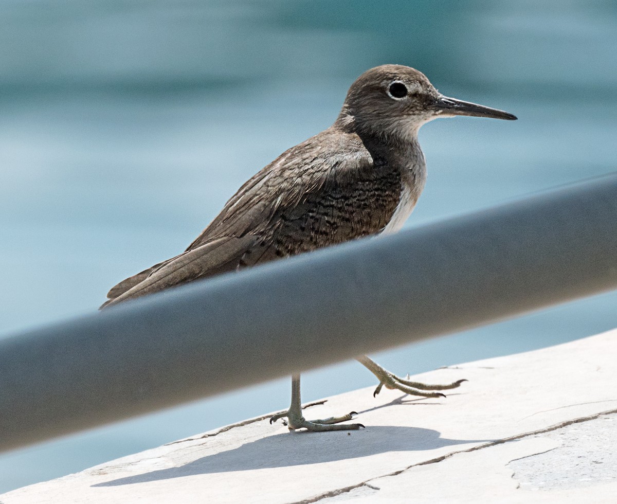 Common Sandpiper - ML615458639