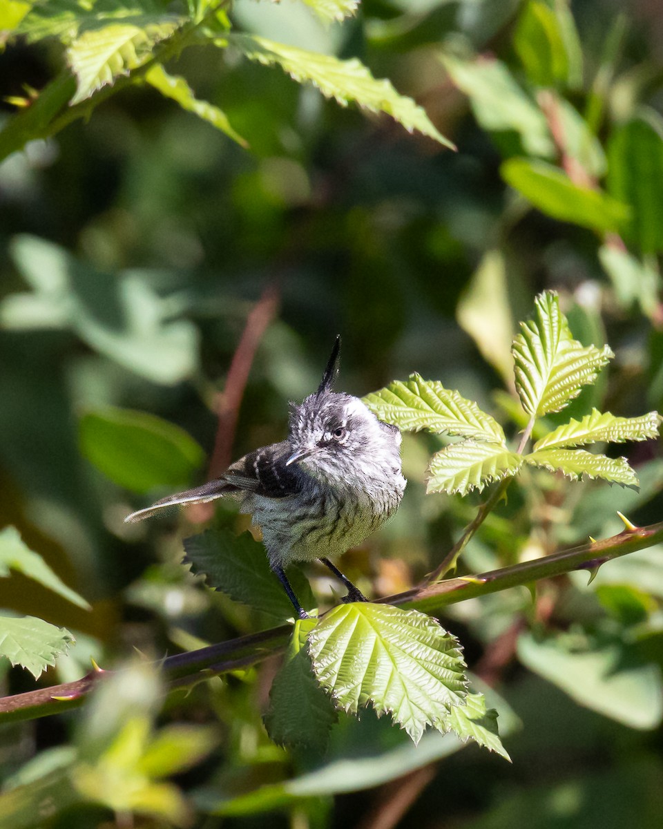 Tufted Tit-Tyrant - Patricio Gutierrez Lopez