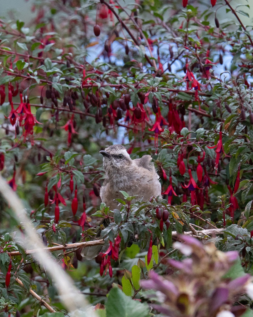 Chilean Mockingbird - ML615458663