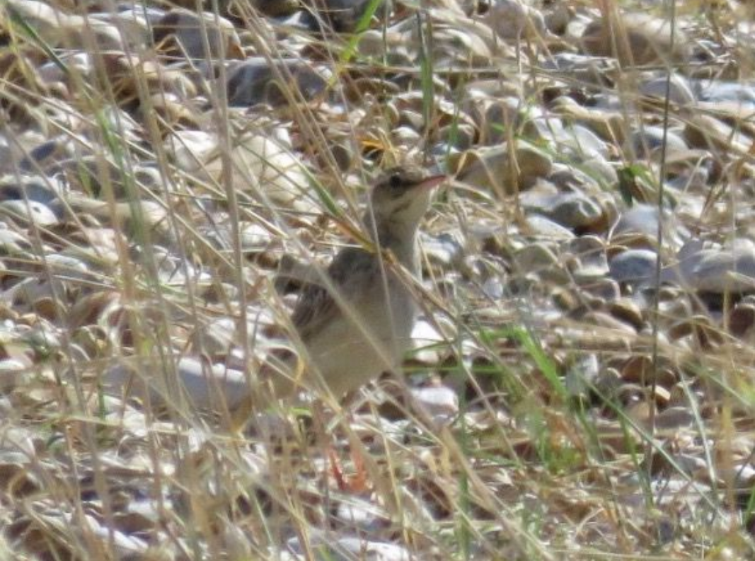 Tawny Pipit - ML615458681