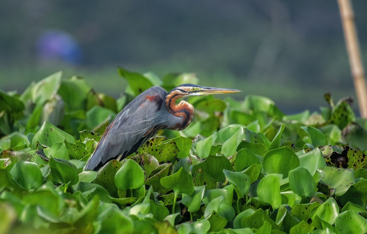 Purple Heron - ML615458726