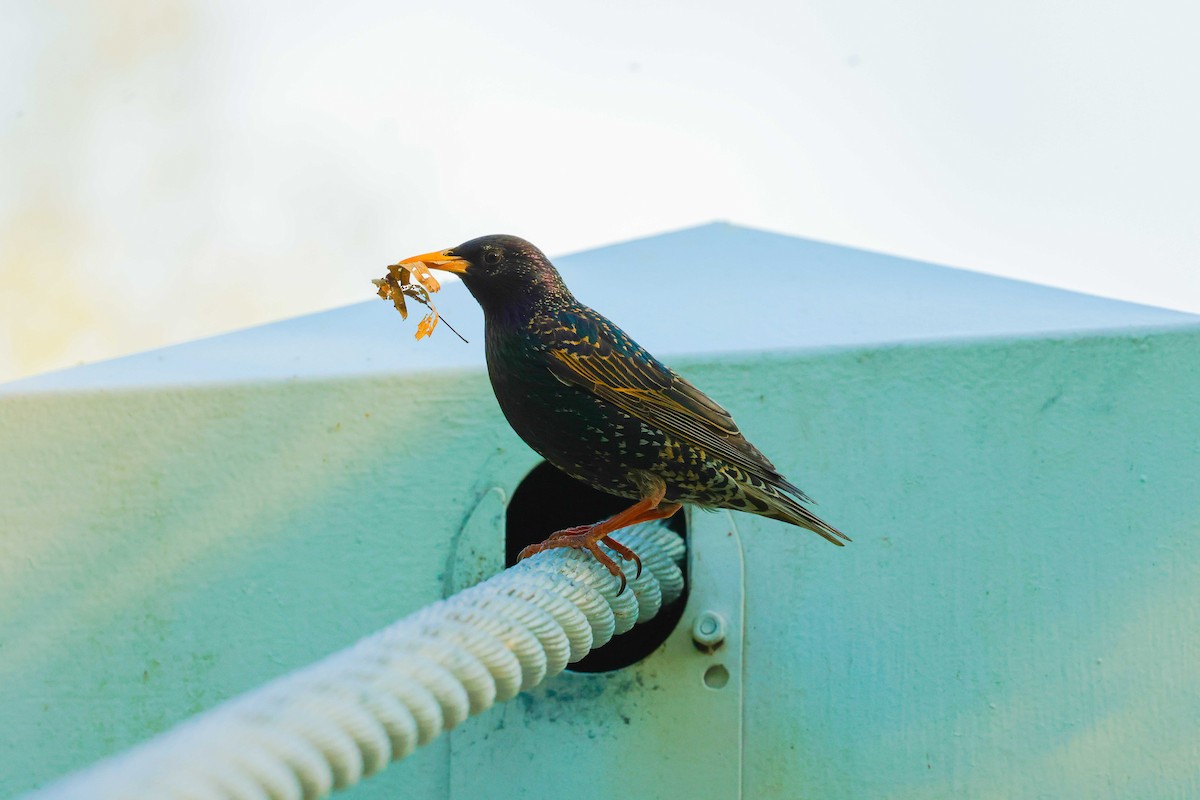 European Starling - ML615458756