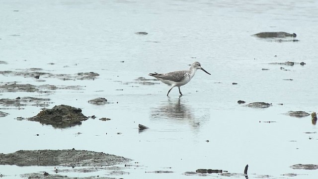 Nordmann's Greenshank - ML615458791