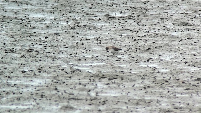 Calidris sp. - ML615458819