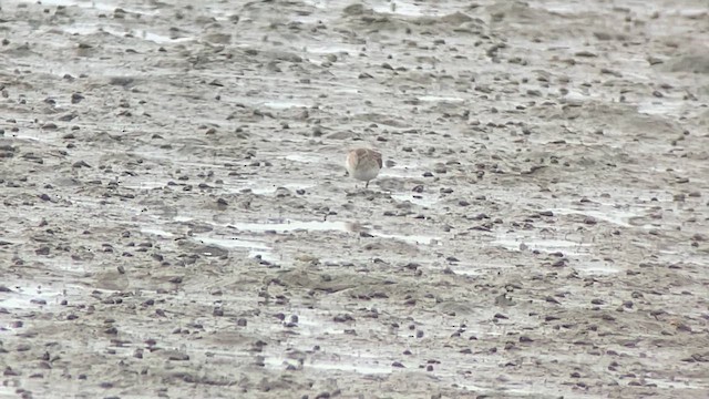 Calidris sp. - ML615458820